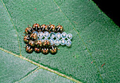 Shield bug nymphs