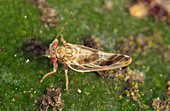 Elaeagnus sucker