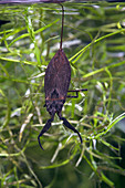 Water scorpion