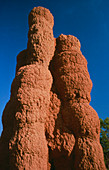 Termite mound built by worker termites