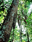 Termite mound on a rainforest tree
