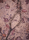 Processional termites