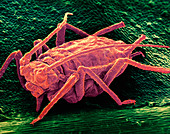 False-colour SEM of a green peach aphid