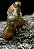 Cicada metamorphosis
