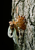 Metamorphosis of a cicada from nymph to adult