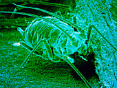 F/col SEM of an aphid feeding on a broad bean leaf