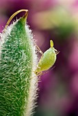 Aphid giving birth by parthenogenesis