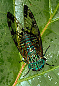 View of a cicada resting on a leaf