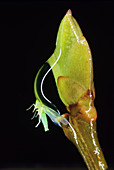 View of a leafhopper trapped in a drop of water