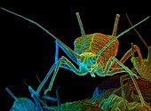 Green peach aphid,SEM