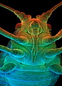 Green peach aphid,SEM