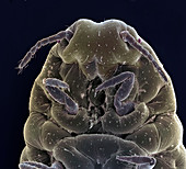 Mealybug,SEM