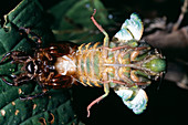 Emerging cicada