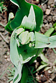 Aphids on a tulip (Tulipa sp.)