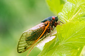 Cicada (Magicicada septendecim)