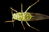Chinese elm aphid