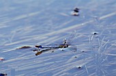 Damselflies mating