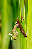 Emperor dragonfly metamorphosis