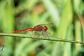 Red veined dropwing