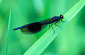 Male banded damselfly