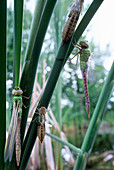 Dragonflies metamorphosis