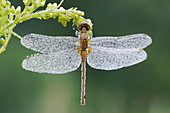 Dragonfly covered in condensation