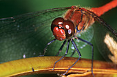 Male ruddy darter dragonfly