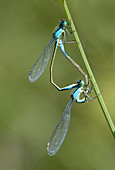 Blue-tailed damselfly