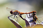 Common darter dragonflies