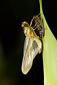 Common darter dragonfly metamorphosis