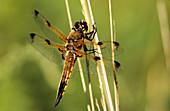 Four-spotted chaser dragonfly
