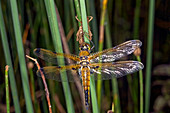 Four-spotted chaser dragonfly