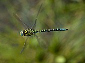 Male southern hawker dragonfly