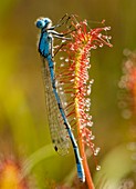 Common blue damselfly on a sundew leaf