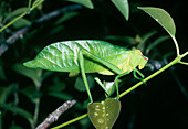 A bush cricket