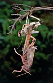 Metamorphosis of the desert locust gregaria