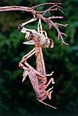 Macrophotograph of the moult of a desert locust