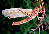 Macrophotograph of an adult desert locust
