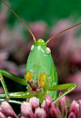 Macrophoto of the head of a cricket,Phaneroptera
