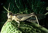 Macrophotograph of the locust,Locusta migratoria