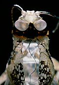 Macrophoto of a discarded desert locust larva molt