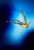 High-speed photo of a grey bush-cricket in flight