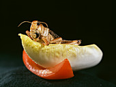 African locust (Locusta migratoria)