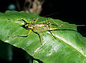 Spiny bush cricket