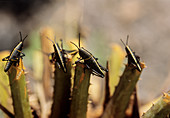 Eastern lubber grasshopper nymphs