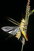 Grasshopper casing