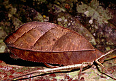 Female leaf-mimic bush cricket