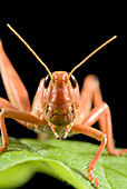 Desert locust