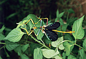 Stick insect