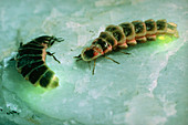 A pair of female glowworms